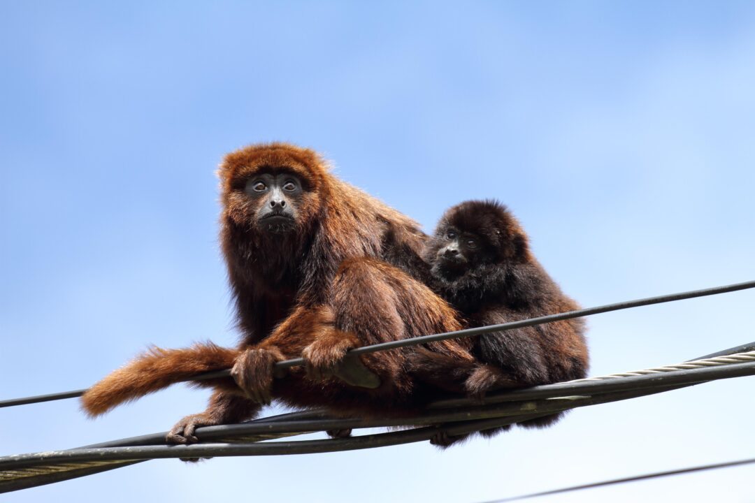 Câmara aprova projeto que amplia proteção à fauna contra acidentes na rede elétrica